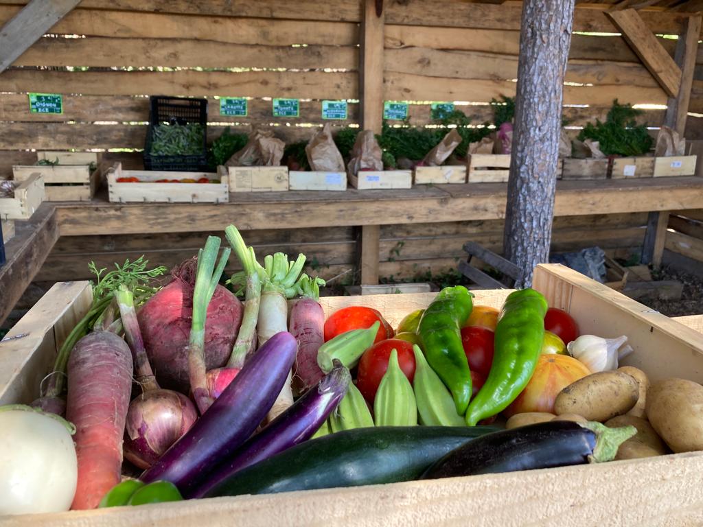 Un panier de légumes frais, délicieux et biologiques qui brillent sous le soleil provençal.